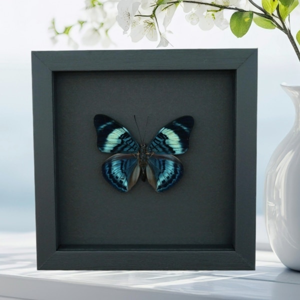 Queen Flasher Butterfly Panacea regina Moonlight Display Framed Taxidermy