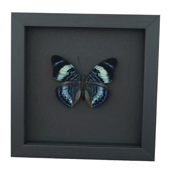 Queen Flasher Butterfly Panacea regina Moonlight Display Framed Taxidermy