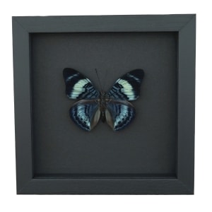Queen Flasher Butterfly Panacea regina Moonlight Display Framed Taxidermy