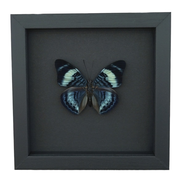 Queen Flasher Butterfly Panacea regina Moonlight Display Framed Taxidermy