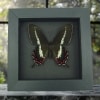 Swallowtail Butterfly Parides bunichus Female Framed Taxidermy Moonlight Display