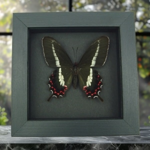 Swallowtail Butterfly Parides bunichus Female Framed Taxidermy Moonlight Display