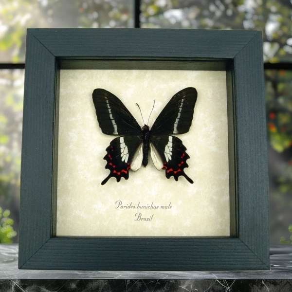 Swallowtail Butterfly Parides bunichus male Framed Taxidermy Display