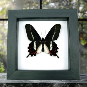Swallowtail Butterfly Parides bunichus male Framed Taxidermy Classic Black Display