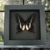 Swallowtail Butterfly Parides bunichus male Framed Taxidermy Moonlight Display
