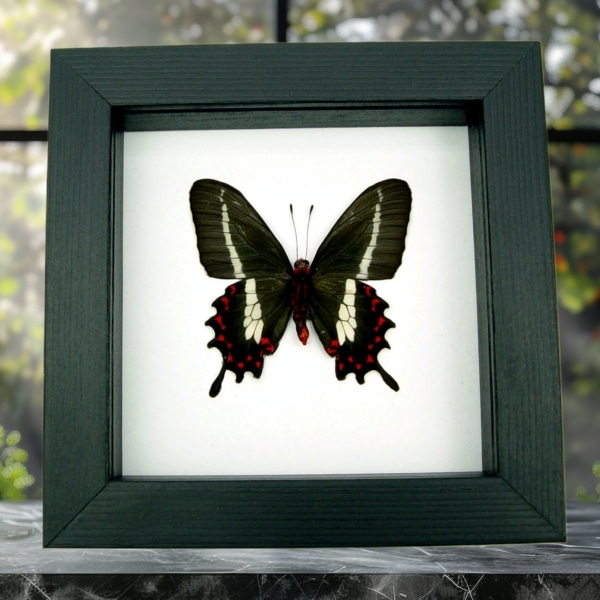 Swallowtail Butterfly Parides bunichus male verso Framed Taxidermy Classic Black Display