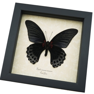 Framed Black Butterfly Papilio Memnon Great Mormon Taxidermy Display