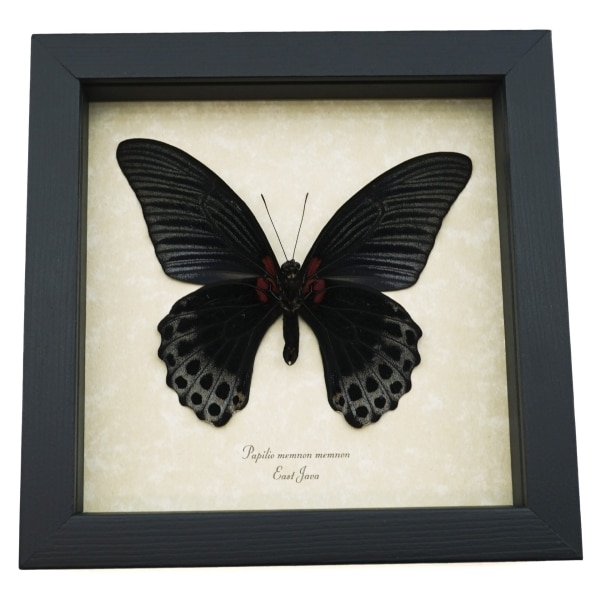 Real Framed Black Butterfly Papilio Memnon Great Mormon Taxidermy Display