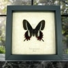 Swallowtail Butterfly Parides bunichus Female Framed Taxidermy Display