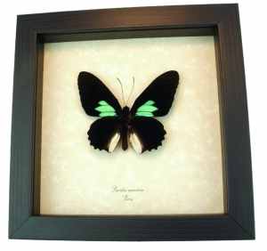 Emerald Patched Cattleheart Butterfly Parides sesostris Framed Taxidermy Display