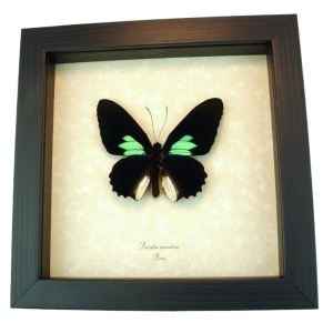 Emerald Patched Cattleheart Butterfly Parides sesostris Framed Taxidermy Display