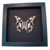 Real Framed Butterfly Polyura cognatus Taxidermy Moonlight Display