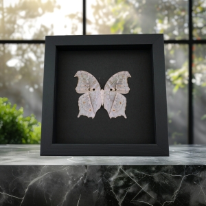Salamis parhassus Verso White Ghost Butterfly Framed Taxidermy Moonlight Display