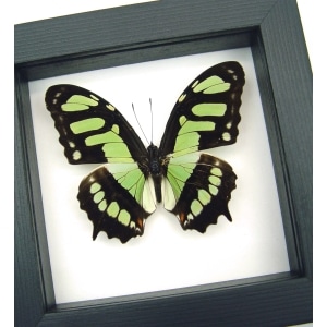 Malachite Butterfly Framed Taxidermy Victorina stelenes Classic Black Display