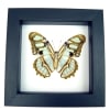 Malachite Butterfly Framed Victorina stelenes Verso Taxidermy Classic Black Display