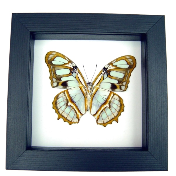 Malachite Butterfly Framed Victorina stelenes Verso Taxidermy Classic Black Display