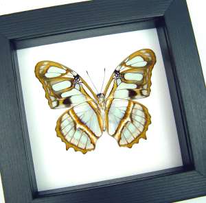 Malachite Butterfly Framed Victorina stelenes Verso Taxidermy Classic Black Display