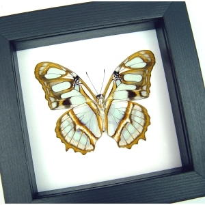 Malachite Butterfly Framed Victorina stelenes Verso Taxidermy Classic Black Display