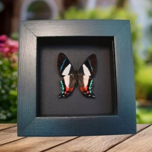 Frilled Majestic Butterfly Ancyluris formosissima Framed Taxidermy Moonlight Display