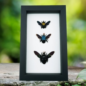 Blue Gold Rainbow Carpenter Bee Collection Framed Classic Black Display