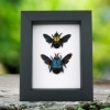 Blue Gold Carpenter Bee Collection Framed Taxidermy Classic Black Display
