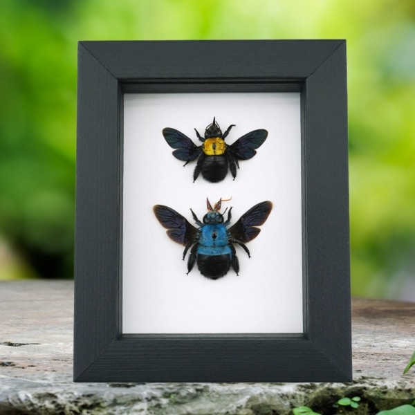 Blue Gold Carpenter Bee Collection Framed Taxidermy Classic Black Display