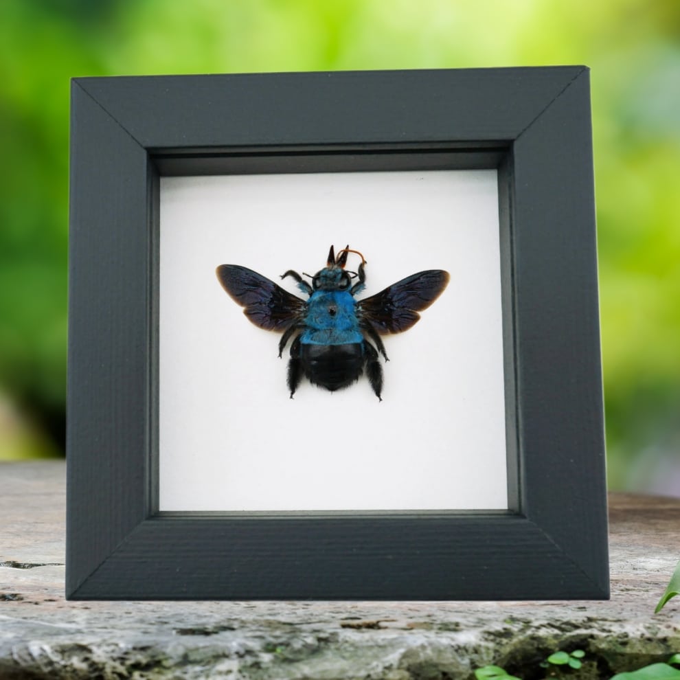 Blue Carpenter Bee Xylocopa caerulea Female Framed Taxidermy Classic Black Display Blue Carpenter Bee Xylocopa caerulea Female Framed Taxidermy Classic Black Display