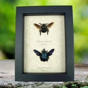 Real Blue Carpenter Bee Xylocopa caerulea Pair Framed Insect Taxidermy Display