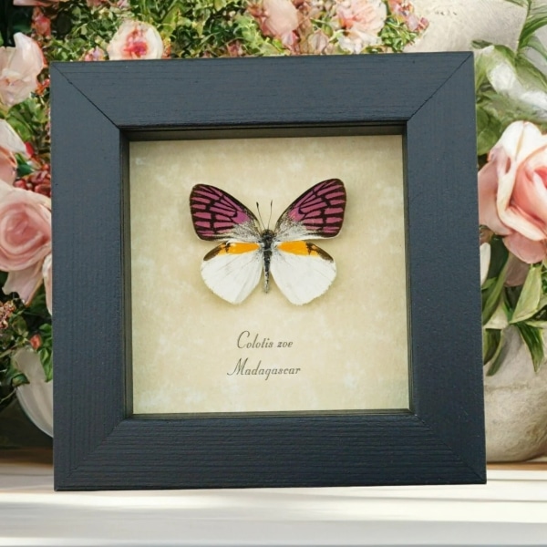 Colotis zoe Framed Madagascar Forest Butterfly Taxidermy Display