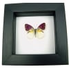 Real Framed Purple Butterfly Colotis zoe Taxidermy Classic Black Display
