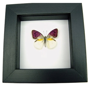 Real Framed Purple Butterfly Colotis zoe Taxidermy Classic Black Display