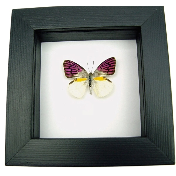 Real Framed Purple Butterfly Colotis zoe Taxidermy Classic Black Display