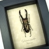 Cyclommatus metallifer 62+mm Framed Bronze Stag Beetle