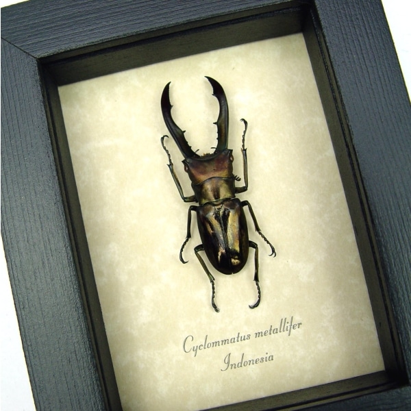 Cyclommatus metallifer 62+mm Framed Bronze Stag Beetle