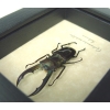 Cyclommatus metallifer 52+mm Framed Bronze Stag Beetle