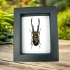 Bronze Stag Beetle Cyclommatus metallifer Framed Taxidermy Classic Black Display
