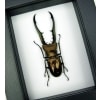 Cyclommatus metallifer Bronze Stag Beetle Framed Taxidermy Classic Black Display