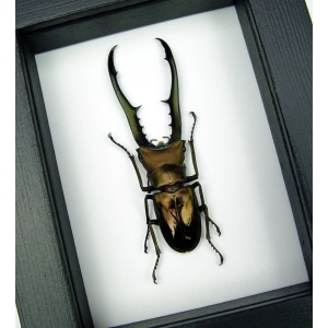 Cyclommatus metallifer Bronze Stag Beetle Framed Taxidermy Classic Black Display