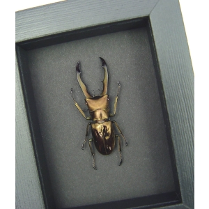 Real Framed Bonze Stag Beetle Cyclommatus metallifer Taxidermy Moonlight Display