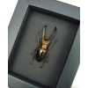 Real Framed Bonze Stag Beetle Cyclommatus metallifer Taxidermy Moonlight Display