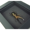 Real Framed Bonze Stag Beetle Cyclommatus metallifer Taxidermy Moonlight Display