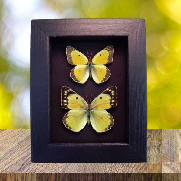Orange clouded sulphur Butterflies Colias philodice Butterfly Pair Framed Taxidermy Moonlight Display