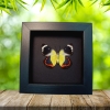 Delias timorensis moaensis verso Butterfly Real Framed Taxidermy Moonlight Display