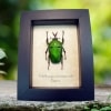 Real Framed Green African Beetle Eudicella morgani Taxidermy Display