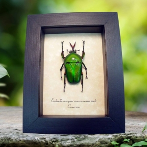 Real Framed Green African Beetle Eudicella morgani Taxidermy Display