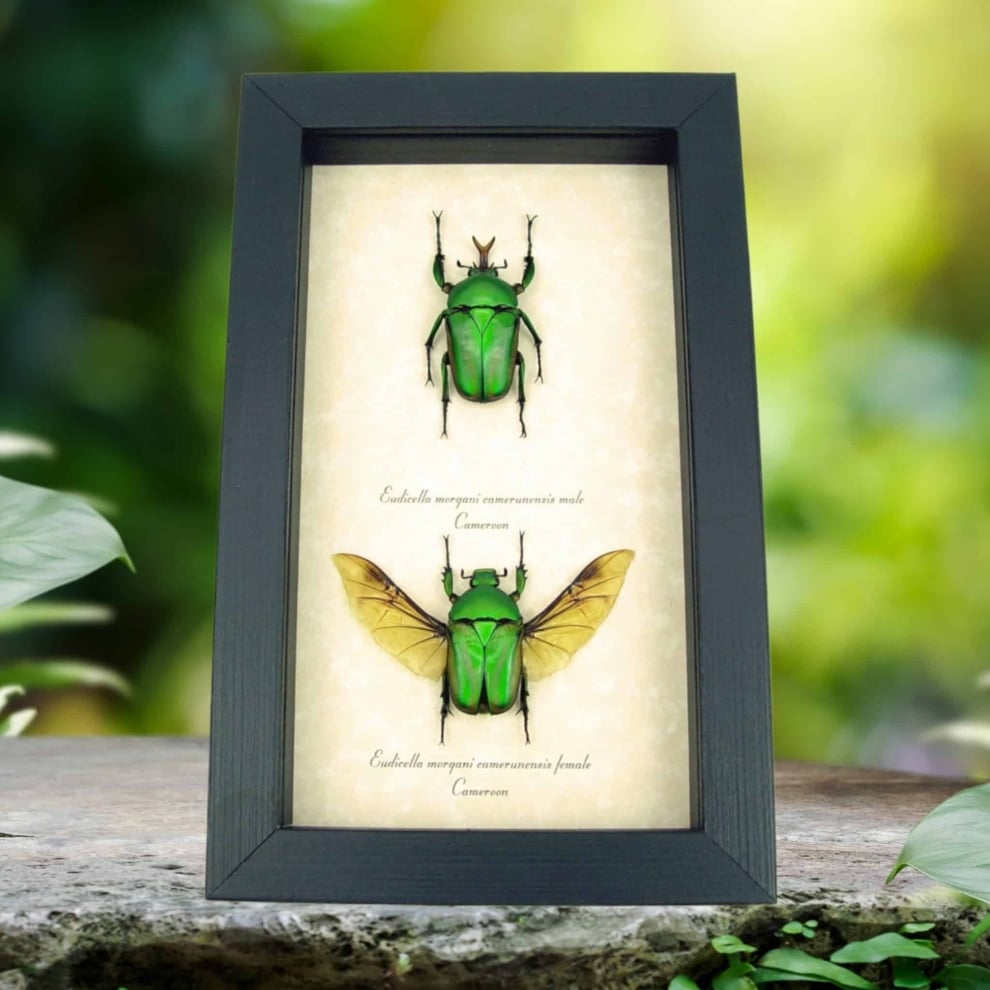 Real Framed Beetle Collection Flying African Beetles Eudicella morgani Pair Taxidermy Display Real Framed Beetle Collection Flying African Beetles Eudicella morgani Pair Taxidermy Display
