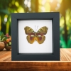Euphaedra hollandi Pink African Butterfly Framed Taxidermy Classic Black Display