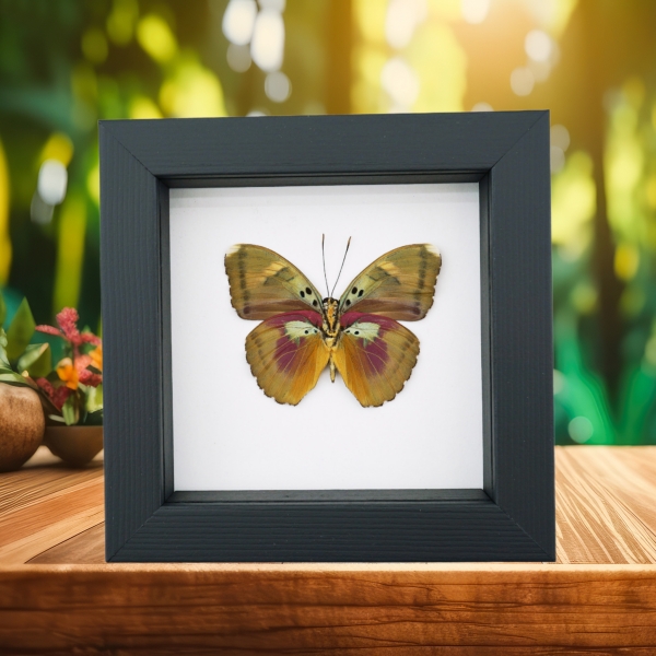 Euphaedra hollandi Pink African Butterfly Framed Taxidermy Classic Black Display
