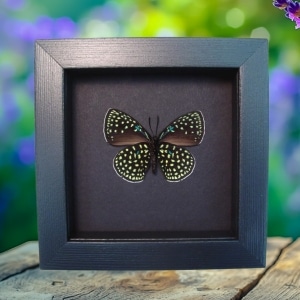 Eumaeus childrenae verso Blue Green Butterfly Framed Taxidermy Moonlight Display