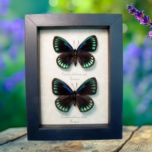 Eumaeus childrenae debora Pair Superb Cycadian Green Blue Butterflies Framed Taxidermy Display